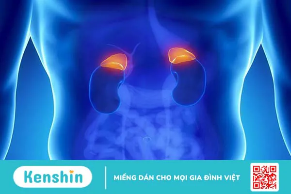 Pheochromocytoma là bệnh gì? Triệu chứng và phương pháp điều trị hiệu quả