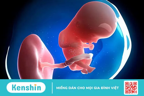 Phôi thai là gì? Cách hình thành của phôi thai 4