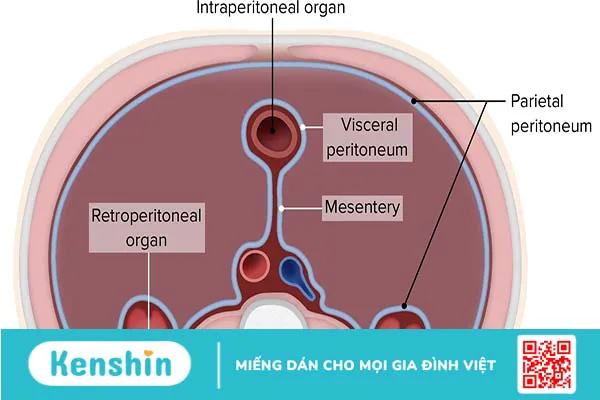 Phúc mạc là gì? Bệnh viêm phúc mạc có nguy hiểm không?