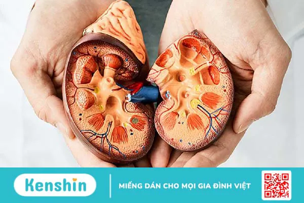 Phương pháp đo eGFR là gì? Đo eGFR được chỉ định dùng trong trường hợp nào? 2