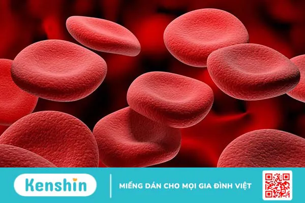 Protein toàn phần là gì? Những điều cần biết về xét nghiệm protein toàn phần