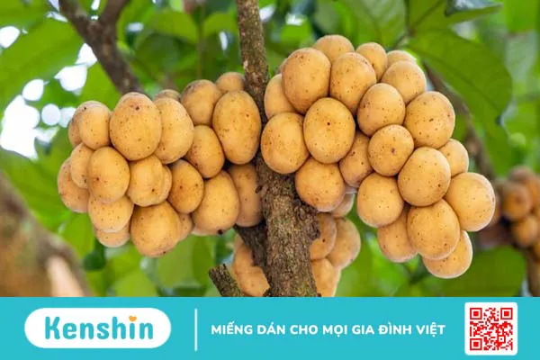 Quả bòn bon bao nhiêu calo? Một số lợi ích của quả bòn bon đối với sức khỏe