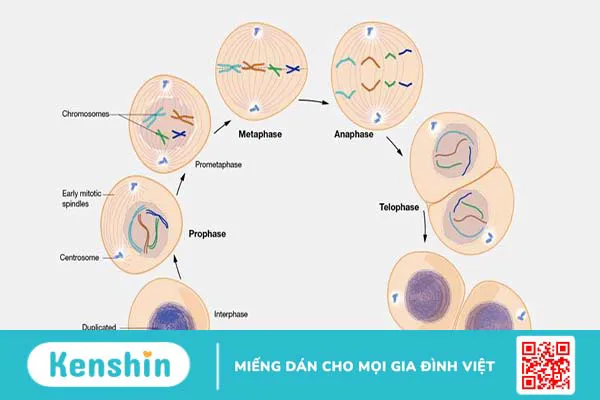 Quá trình phân chia tế bào xảy ra như thế nào?