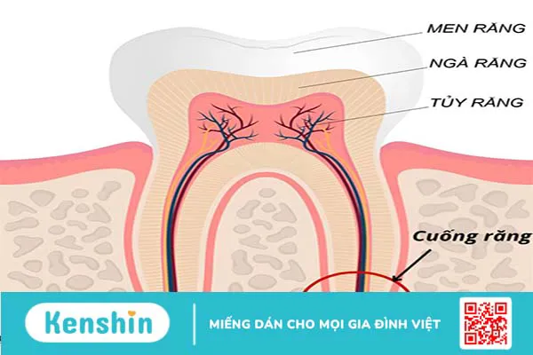 Răng vàng hay răng trắng tốt hơn? Cách chăm sóc răng miệng đúng chuẩn? 1