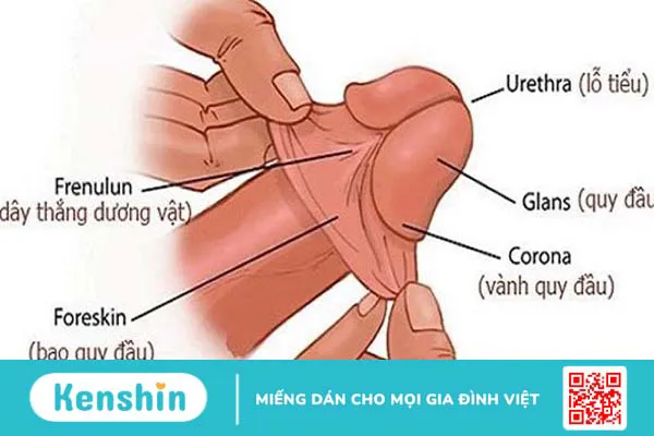 Rãnh quy đầu là gì? Các bệnh thường gặp tại rãnh quy đầu 1