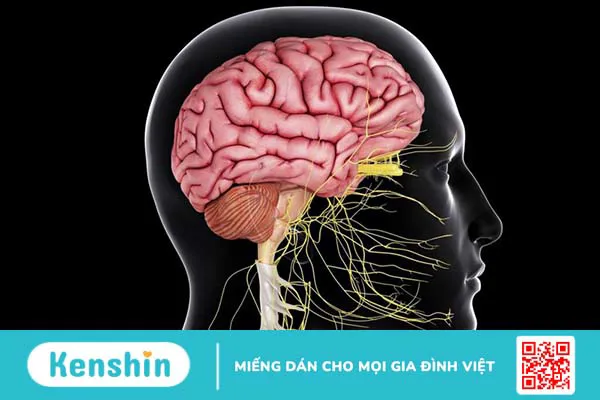 Rò động – tĩnh mạch màng cứng tủy sống: Cơ chế, triệu chứng bệnh và phương pháp điều trị