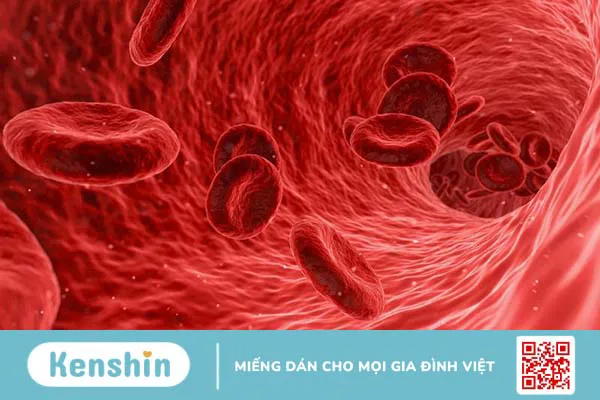 Rối loạn tế bào máu là gì? Triệu chứng và phân loại rối loạn tế bào máu