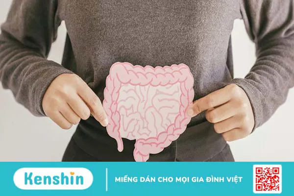 Ruột: Cấu tạo, chức năng và một số bệnh lý liên quan