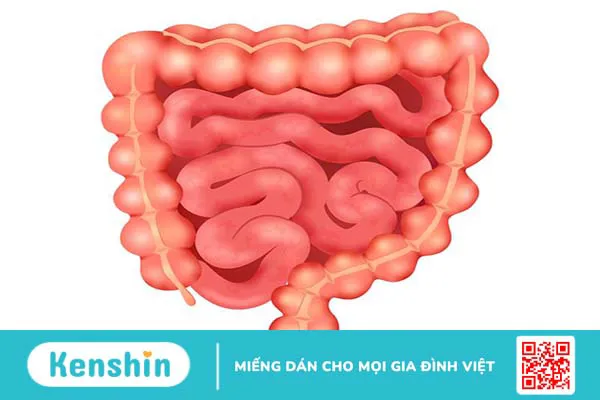 Ruột là một phần của hệ tiêu hóa bao gồm cả ruột non và ruột già