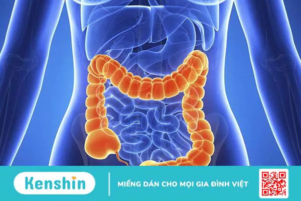 Ruột già lớn hơn ruột non và đóng vai trò quan trọng trong quá trình hấp thụ muối, nước từ thức ăn đã tiêu hóa và loại bỏ chất thải