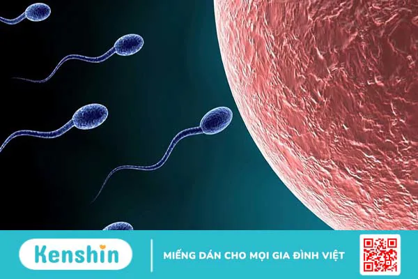 Sau khi bơm tinh trùng cần kiêng gì để tăng cơ hội thụ thai?