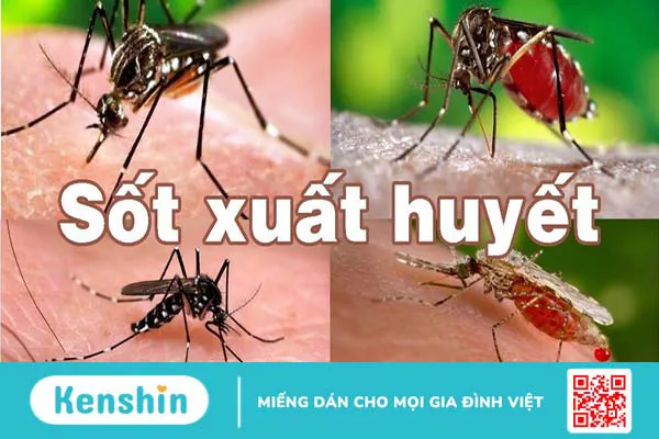 Bệnh sốt xuất huyết ủ bệnh mấy ngày? 2