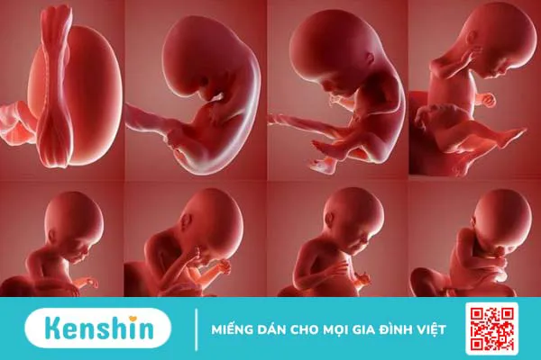 Sự phát triển của kích thước phôi thai theo tuần như thế nào?