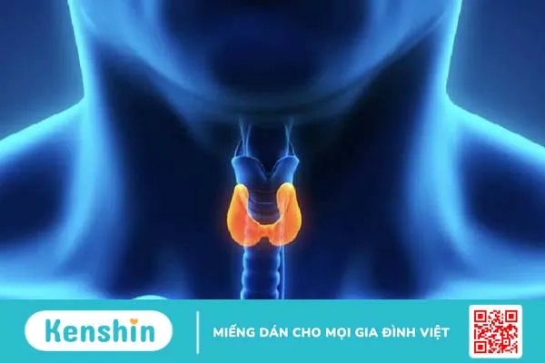 Sụn giáp và những điều cần biết