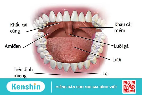 Tại sao lưỡi có đốm đỏ? Một số bệnh lý liên quan đến lưỡi thường gặp