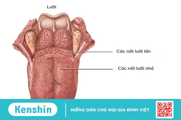 Tại sao lưỡi có đốm đỏ? Một số bệnh lý liên quan đến lưỡi thường gặp