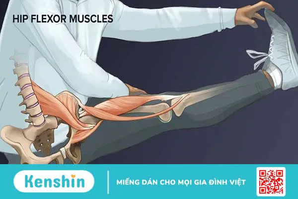 Tầm quan trọng của cơ Hip Flexor và cách khắc phục cơ Hip Flexor yếu