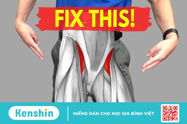 Vị trí của nhóm cơ Hip Flexor trên cơ thể 1