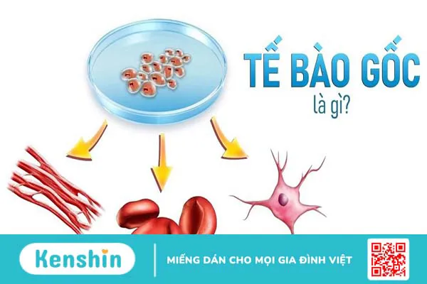 Tế bào gốc là gì? Nguồn gốc, ý nghĩa và khả năng chữa bệnh của tế bào gốc