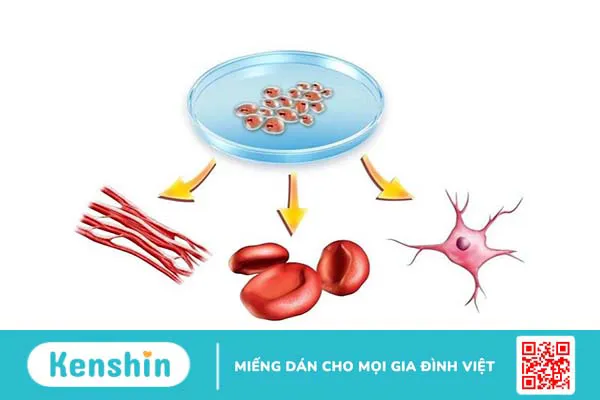 Tế bào gốc tự thân là gì? Ưu điểm của ghép tế bào gốc tự thân 1