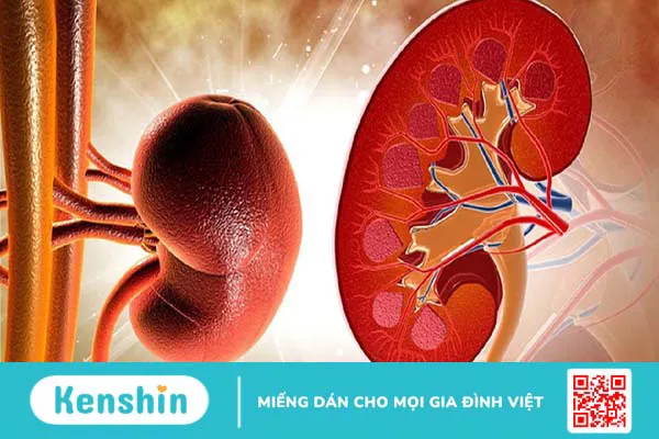 Thận: Cấu tạo, vai trò và một số bệnh lý thường gặp ở thận