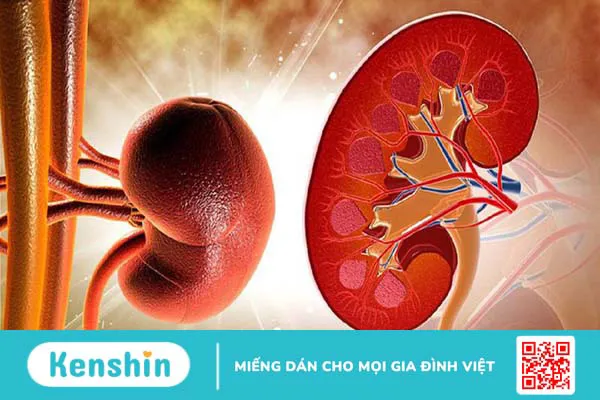 Thận: Cấu tạo, vai trò và một số bệnh lý thường gặp ở thận