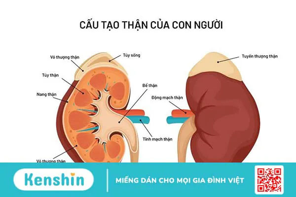 Thận: Cấu tạo, vai trò và một số bệnh lý thường gặp ở thận