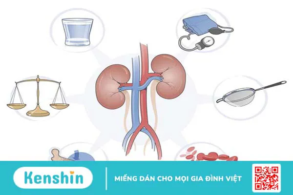 Thận: Cấu tạo, vai trò và một số bệnh lý thường gặp ở thận