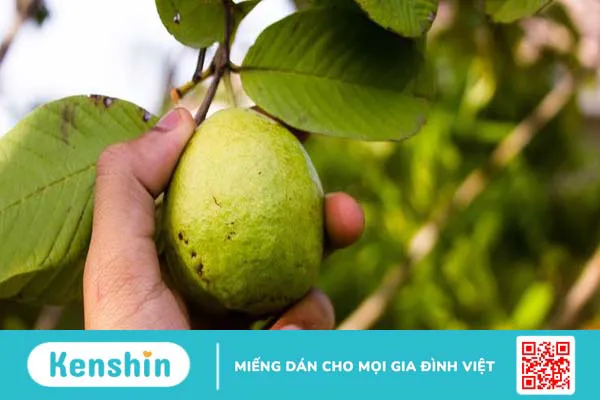 Thành phần dinh dưỡng của ổi và lợi ích đối với sức khỏe