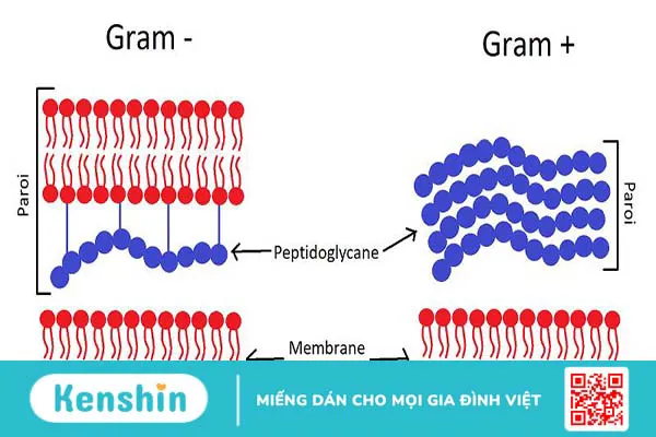 Thành tế bào là gì? Các đặc điểm của thành tế bào