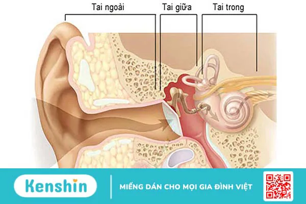 Thính giác là gì? Cấu tạo và cơ chế hoạt động của hệ thính giác 2