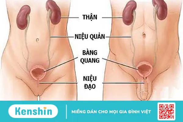 Thông tin về niệu đạo và phương pháp nong niệu đạo