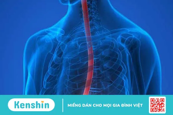 Thực quản: Chức năng và bệnh lý liên quan thường gặp