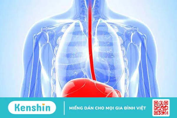 Thực quản: Chức năng và bệnh lý thường gặp 1