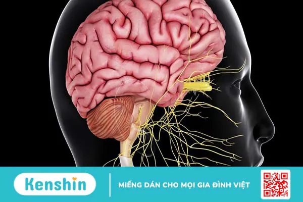 Thùy đỉnh có chức năng gì? Biểu hiện tổn thương thùy đỉnh người bệnh nên biết