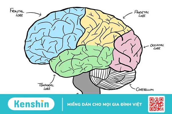 Thùy đỉnh có chức năng gì? Biểu hiện tổn thương thùy đỉnh người bệnh nên biết