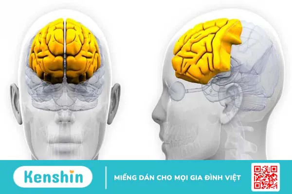 Thùy trán có cấu tạo và chức năng gì? Tổn thương thùy trán có nguy hiểm không?