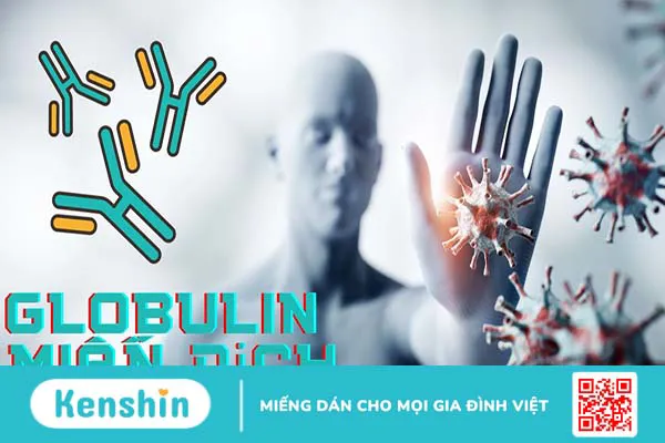 Tìm hiểu chi tiết về Globulin miễn dịch