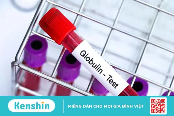 Tìm hiểu chi tiết về Globulin miễn dịch