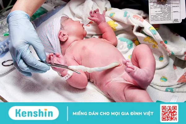 Tìm hiểu chi tiết về lưu trữ tế bào gốc ngoại viện 1