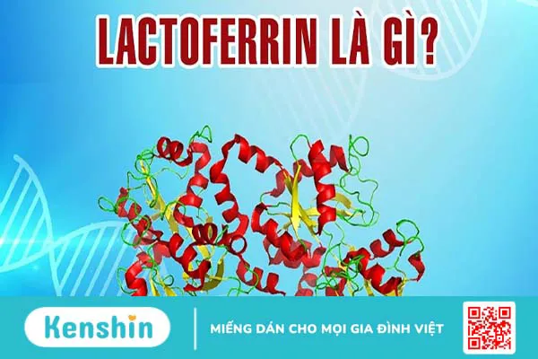 Tìm hiểu Lactoferrin là gì? Vai trò của Lactoferrin đối với hệ thống miễn dịch