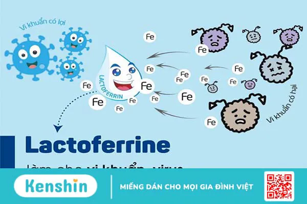 Tìm hiểu Lactoferrin là gì? Vai trò của Lactoferrin đối với hệ thống miễn dịch 2