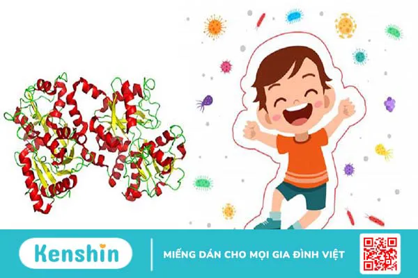 Tìm hiểu Lactoferrin là gì? Vai trò của Lactoferrin đối với hệ thống miễn dịch 3