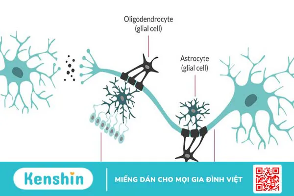 lieu-phap-tai-tao-myelin-trong-than-kinh 3.webp