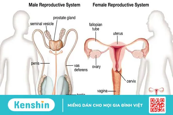 Tìm hiểu về cấu trúc và sinh lý của hệ sinh dục nam và nữ