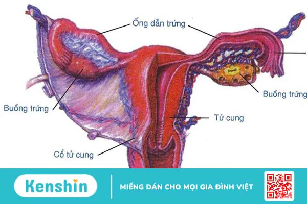 Tìm hiểu về cấu trúc và sinh lý của hệ sinh dục nam và nữ