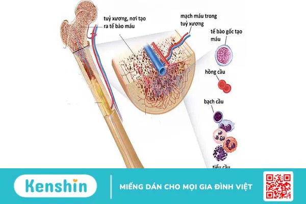 Tìm hiểu về đặc điểm của tế bào máu