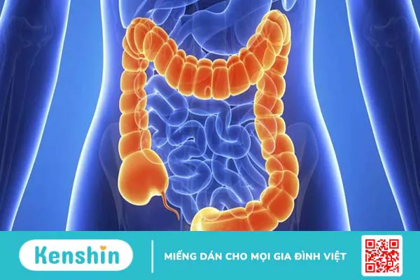 Tìm hiểu về đại tràng và những bệnh thường gặp ở đại tràng