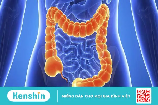 Tìm hiểu về đại tràng và những bệnh thường gặp ở đại tràng 1