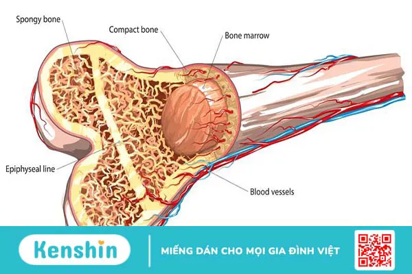 Tìm hiểu về hệ xương trong cơ thể người